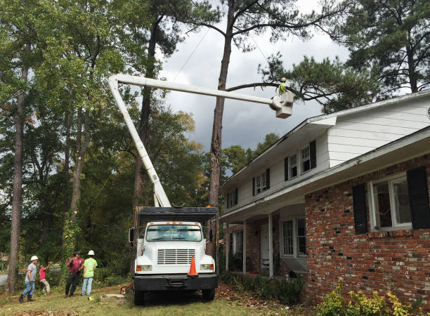 How Our Tree Care Process Works  in  Royse City, TX