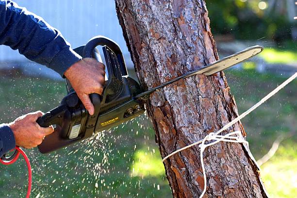 Best Weed Control  in Royse City, TX