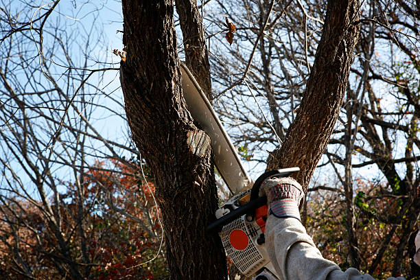 Best Tree and Shrub Care  in Royse City, TX